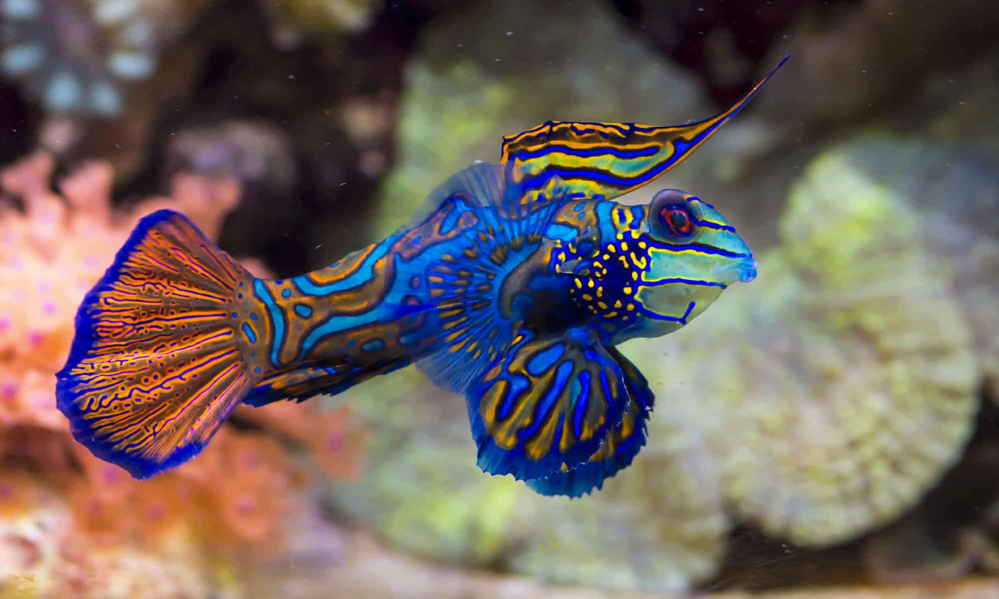 Fin tastically Adorable Meet The 10 Cutest Fish In The Sea A Z Animals