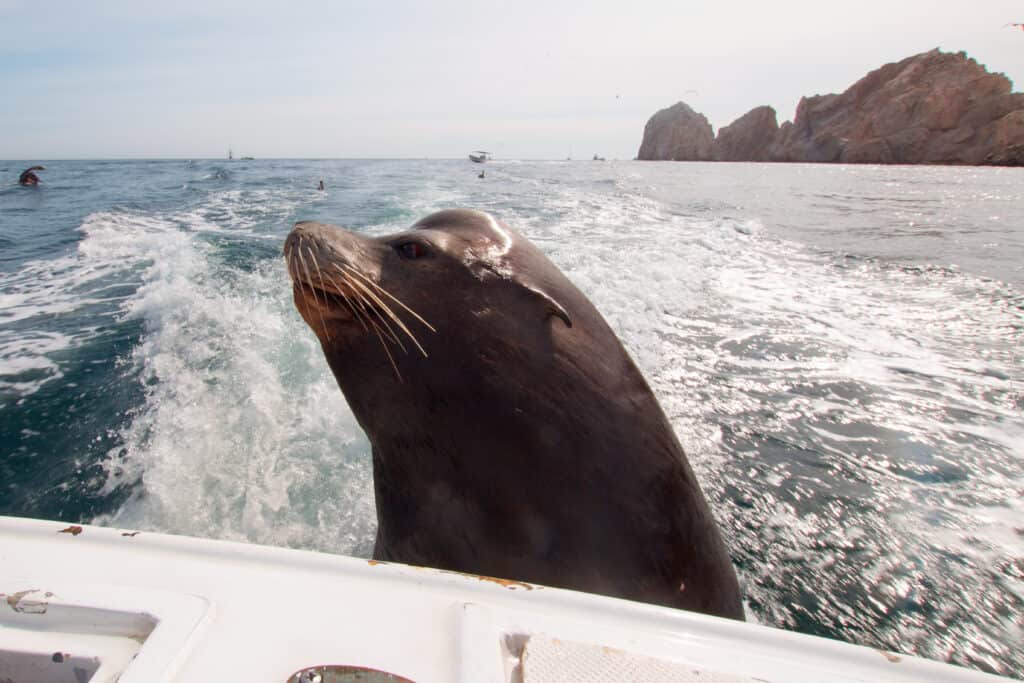 Sea Lion on the back of charter fishing boat begging for bait fish in Cabo San Lucas Baja Mexico BCS