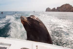Feisty Seal Follows Tourists Right On Their Boat Like They Belong There Picture
