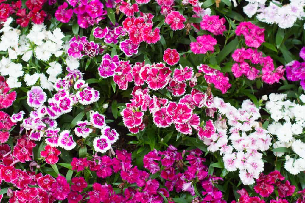 A framed filled with various varieties of dianthus in varying hues of purple, pink, and white, with minimal green foliage