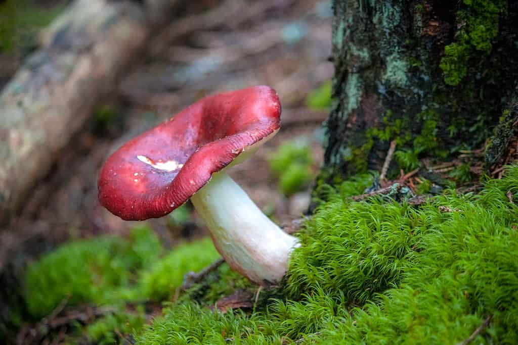 Reddish-brown capped russula mushroom growing in moss