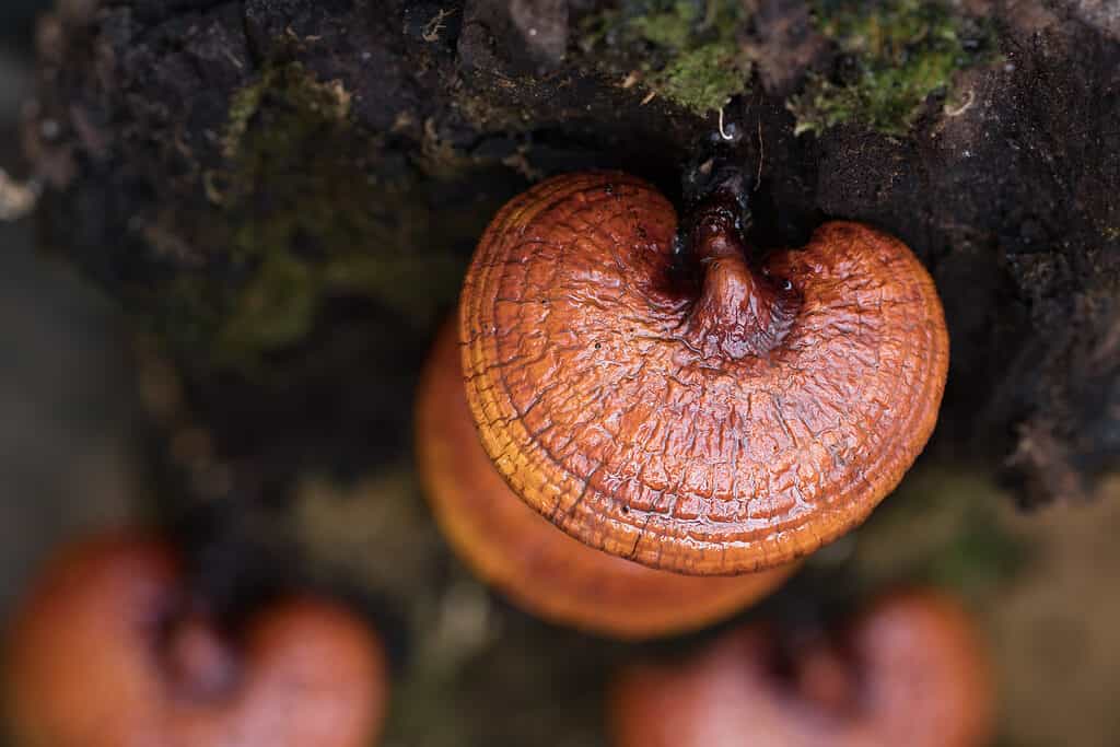 reishi mushrooms growing on tree