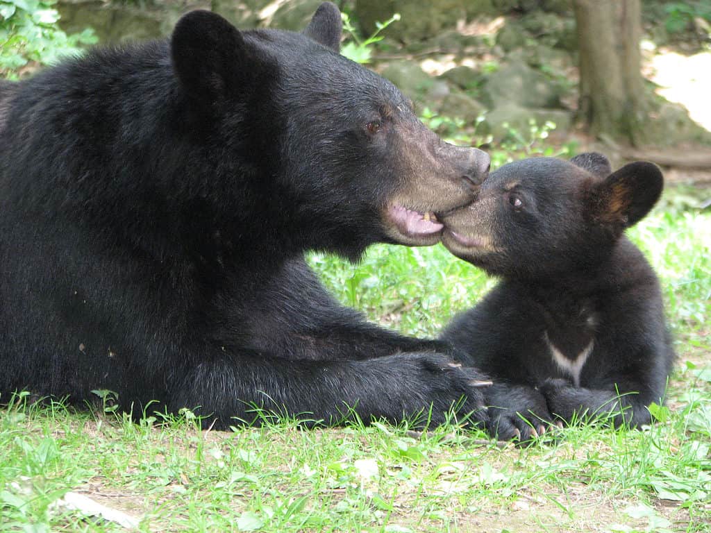 Mother bear gently nibbles at her cub as they lie on the grass