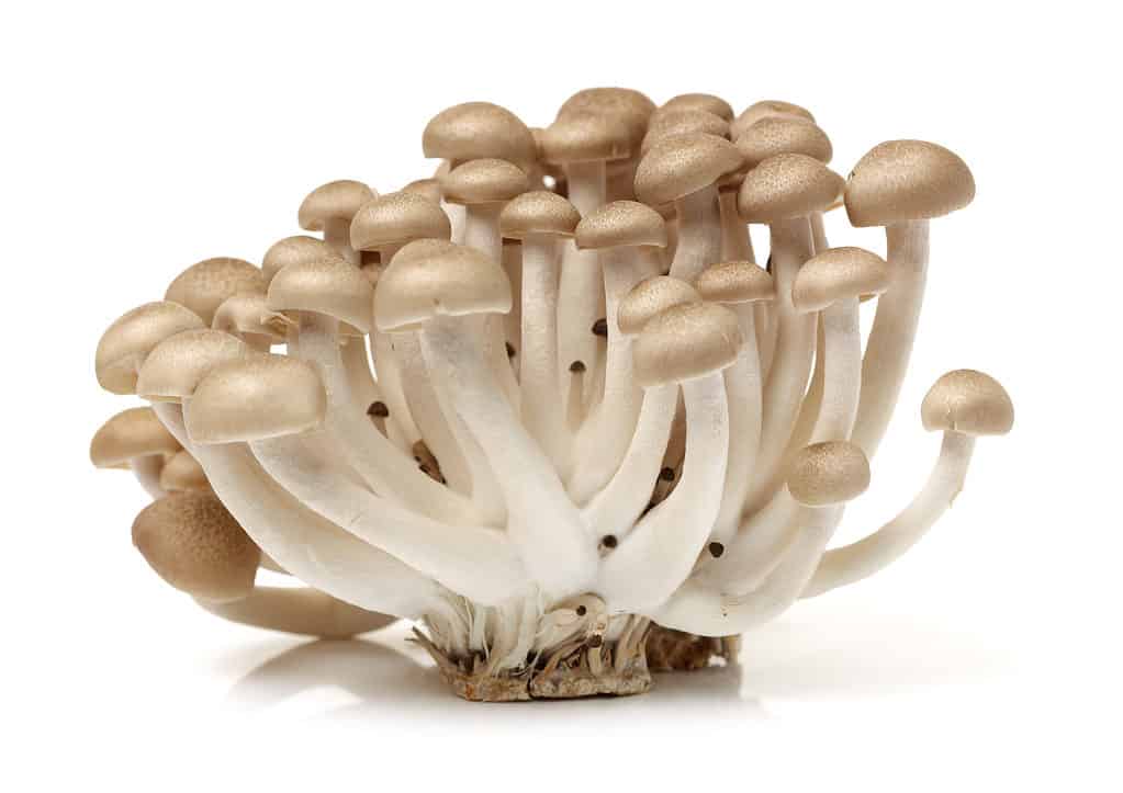 Isolated brown capped beech mushrooms