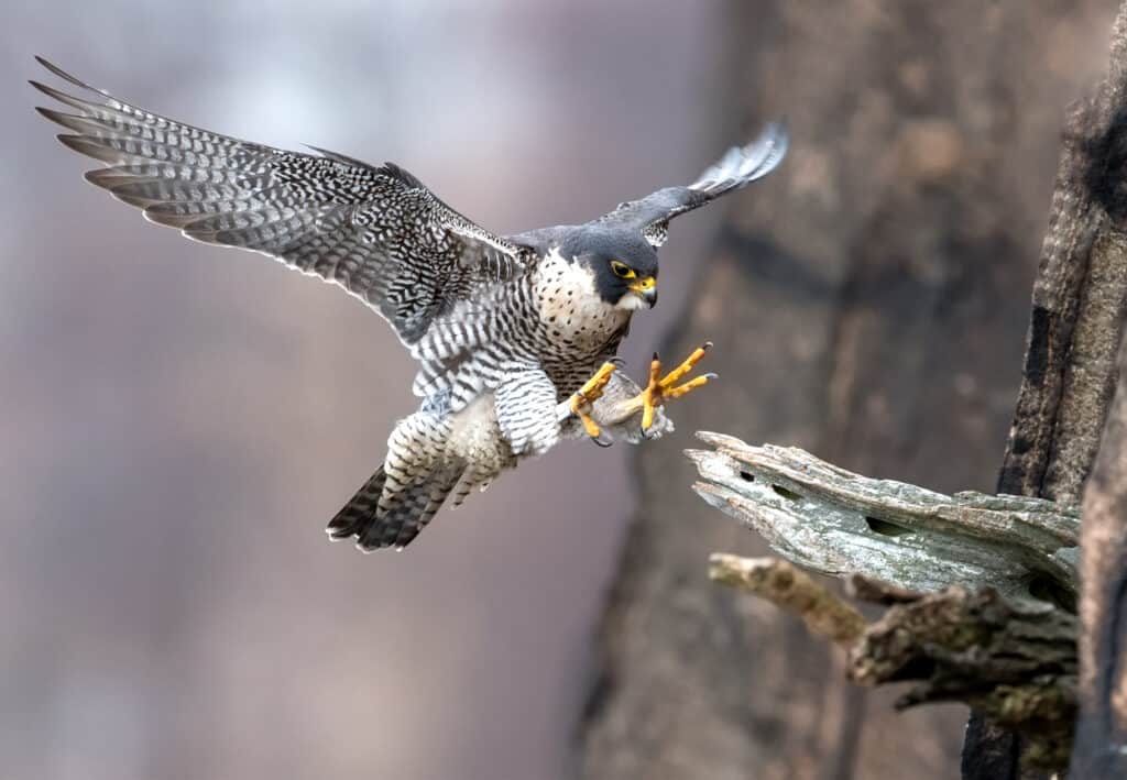 Peregrine falcon landing