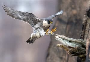 Discover the 3 Types of Falcons Patrolling the North Carolina Sky Picture