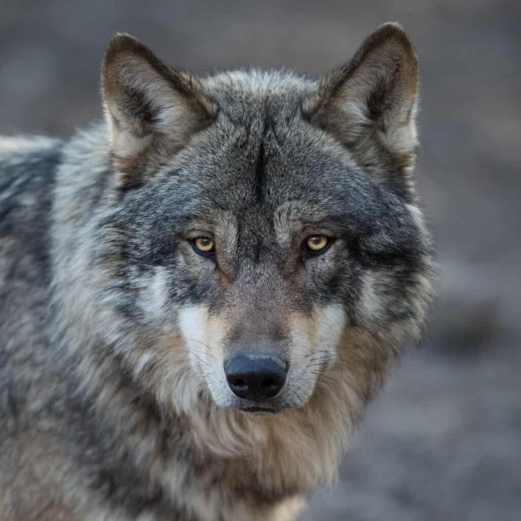 Grey wolf looks straight ahead