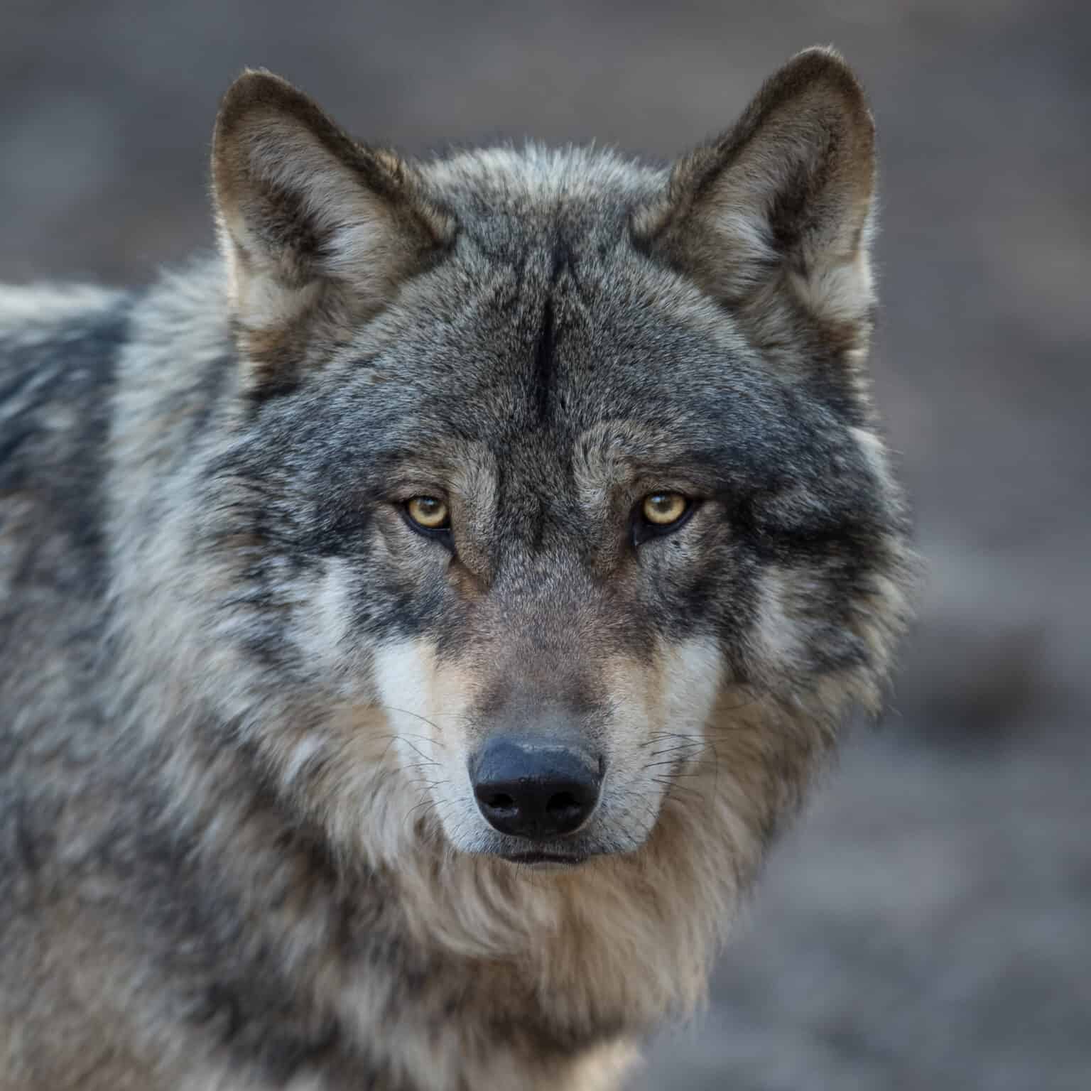 See What It's Like Stay In A Glass Cabin Surrounded By A Wolf-Infested ...