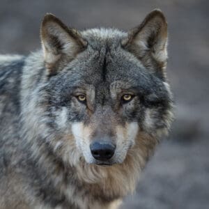 Here’s What to Do to Escape and Survive a Wolf Encounter photo