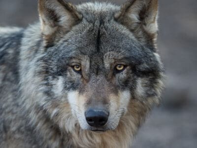 A Here’s What to Do to Escape and Survive a Wolf Encounter