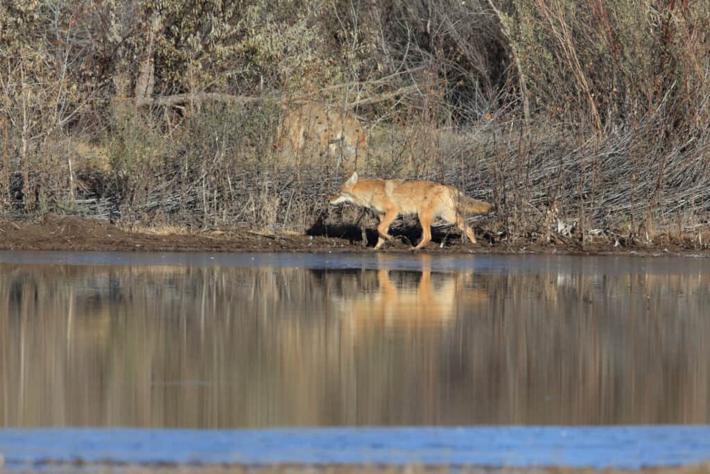 Coyote walks along the water
