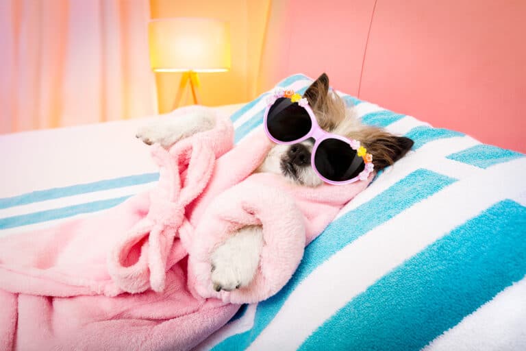 A little tan dog with pointed ears wearing a pink robe and pink sunglasses reclines, center frame, on an aqua and white striped bed/ pillow. The stripes are wide. A lamp glows yellow in the pink background.