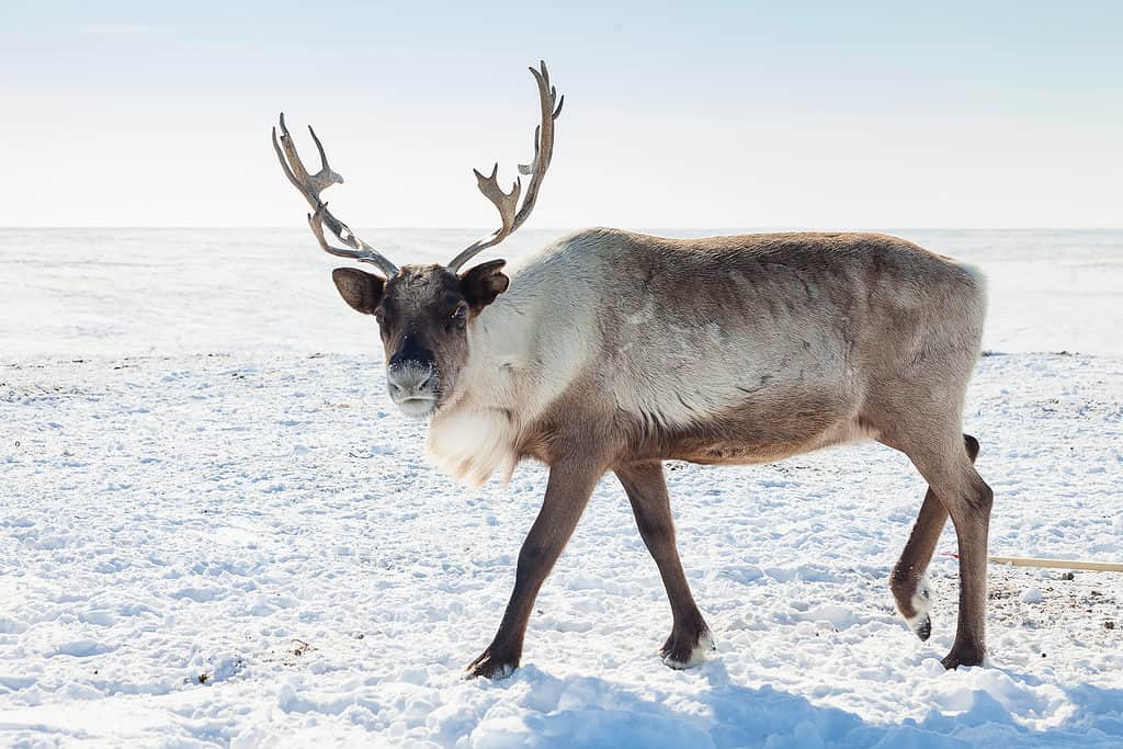 Reindeer in the snow