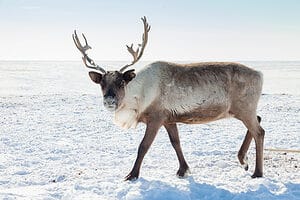 Discover Why Reindeer Eyes Turn Blue In Winter Picture