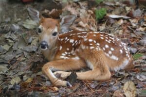 See a Baby Fawn Try to Make Friends With a Grown Man Picture