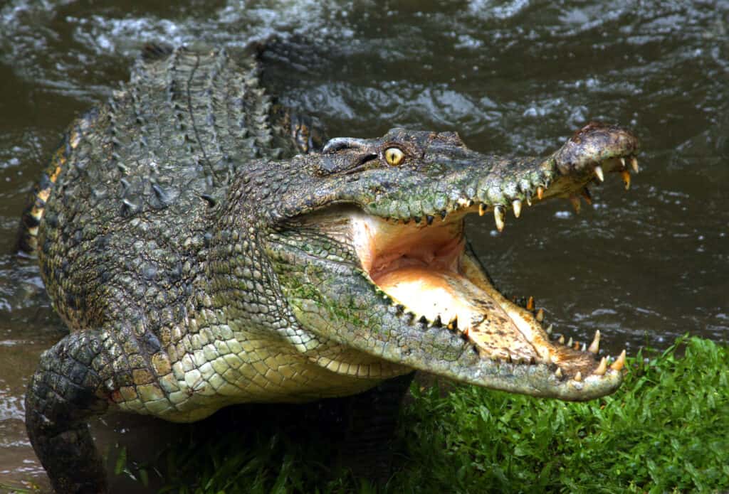 crocodile