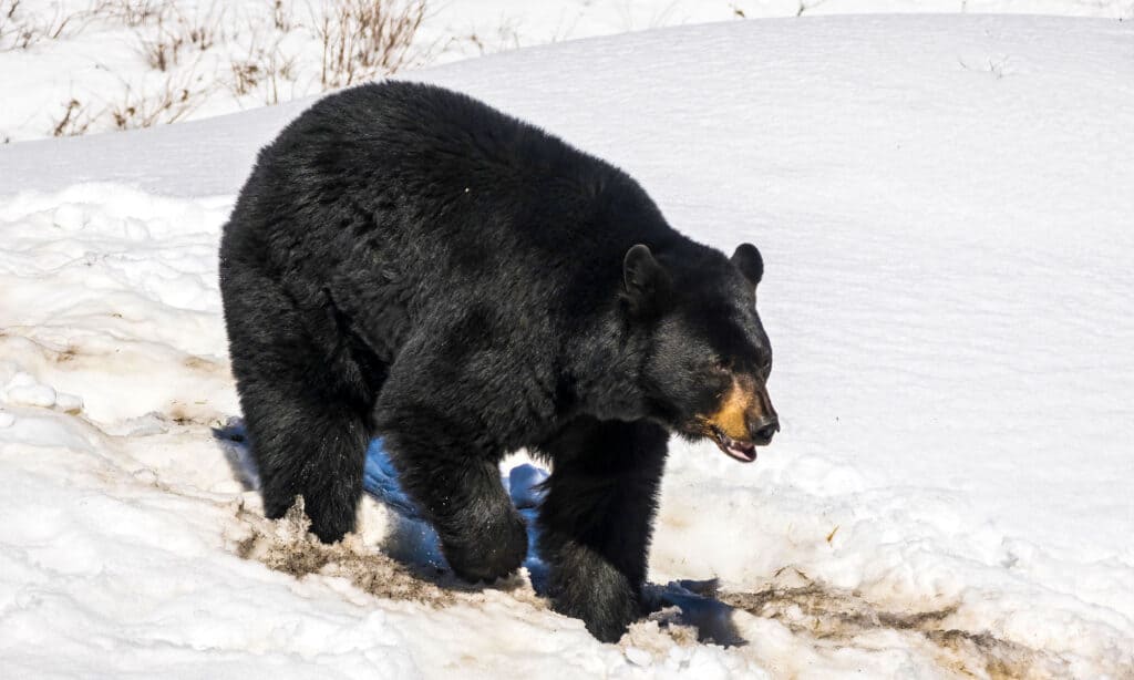 Discover the Largest Bear Ever Caught in Oregon - AZ Animals