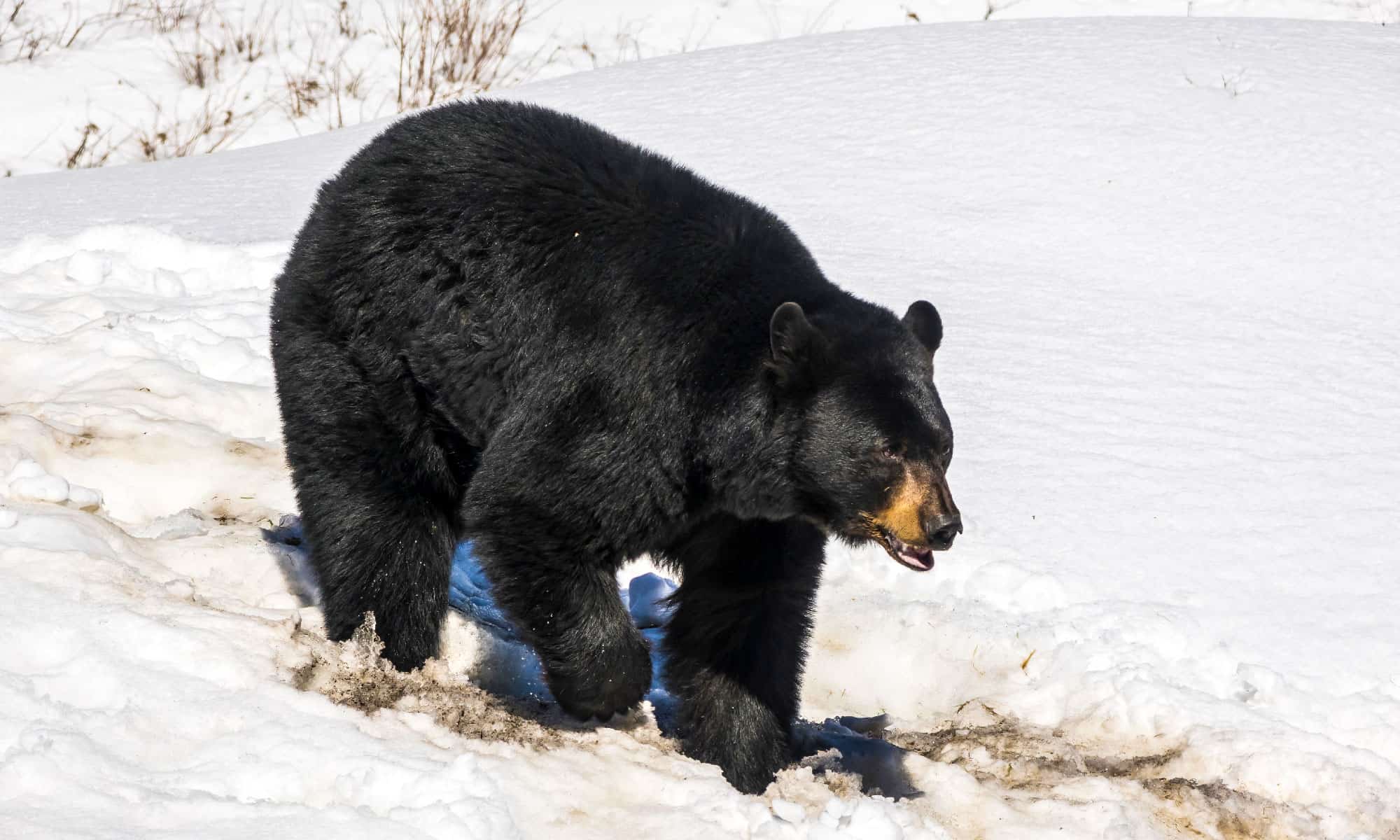 Cocaine Bear's Story Secretly Has A Much Deeper Meaning (Yes, Really!)