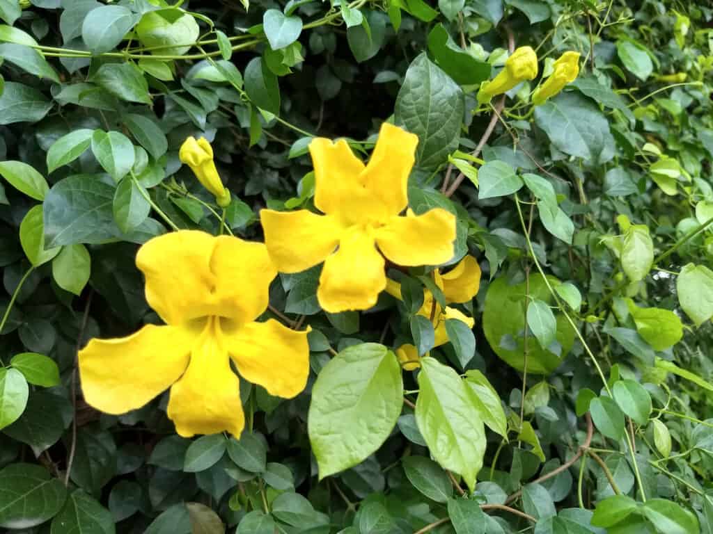 Cat's claw vine with yellow flowers