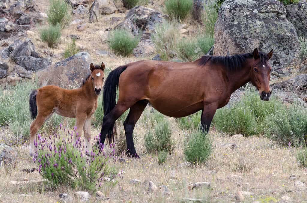 Gerrano horse