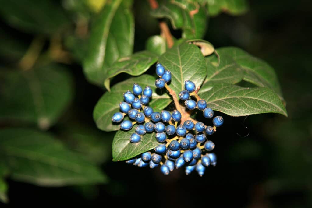 Viburnum dentatum blue