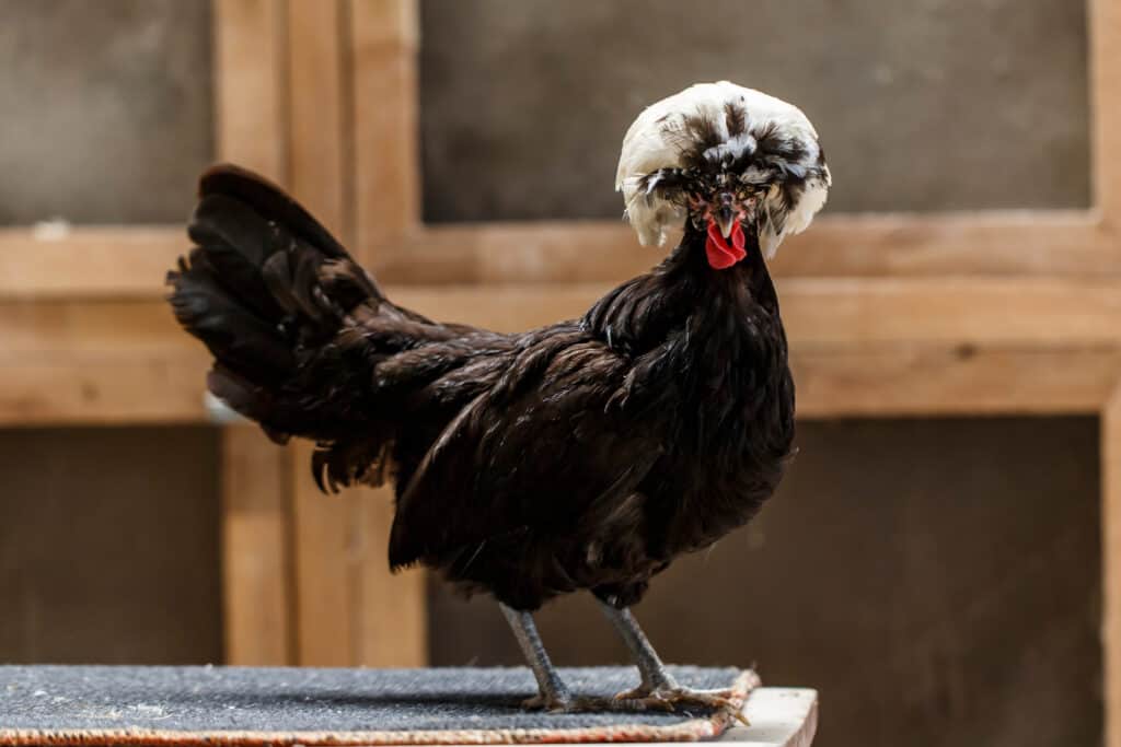 A mostly black Polish chicken with a mostly white, very round crest / crown standing on a coarse gray mat with an out-of-focus wooden coop as a background.