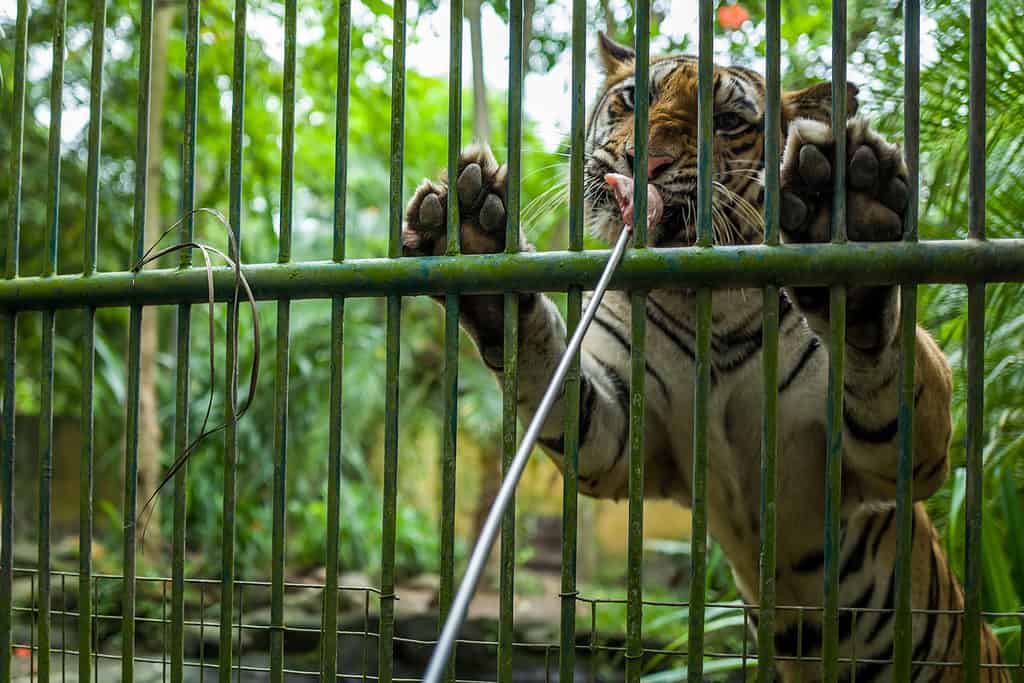Tiger leans up against cage while being fed from the other side