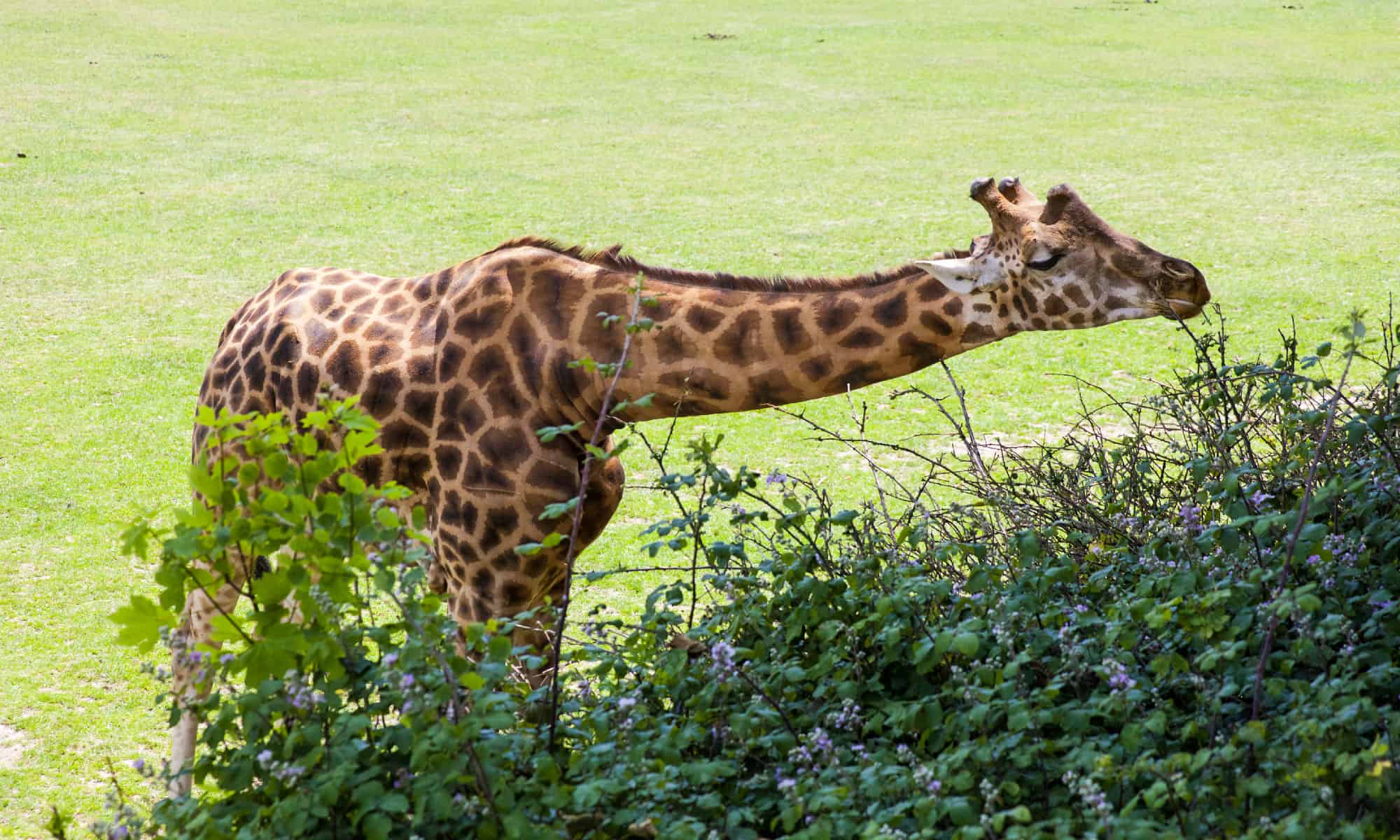 Why Do Giraffes Have Long Necks? - A-Z Animals