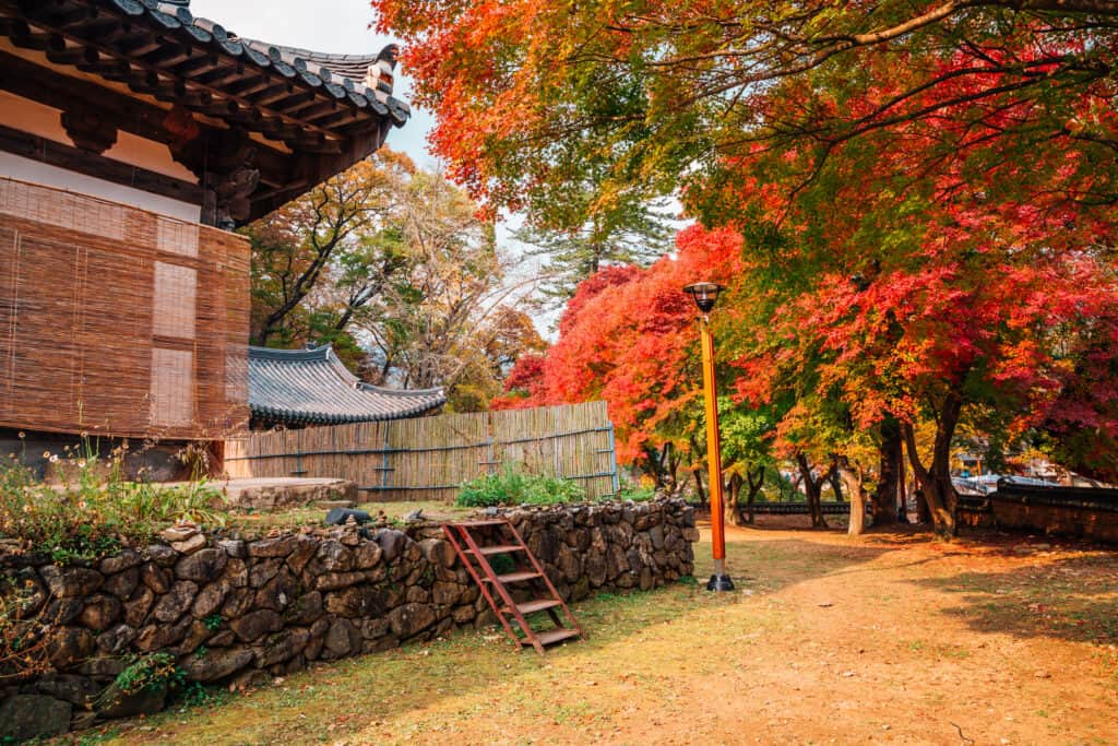 Korean maples around a Korean temple