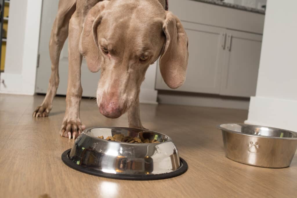 Weimaraner dog eating kibble from bowl