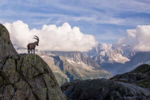 Watch This Goat Speed Run a Nearly Vertical Mountain Like It’s Nothing photo