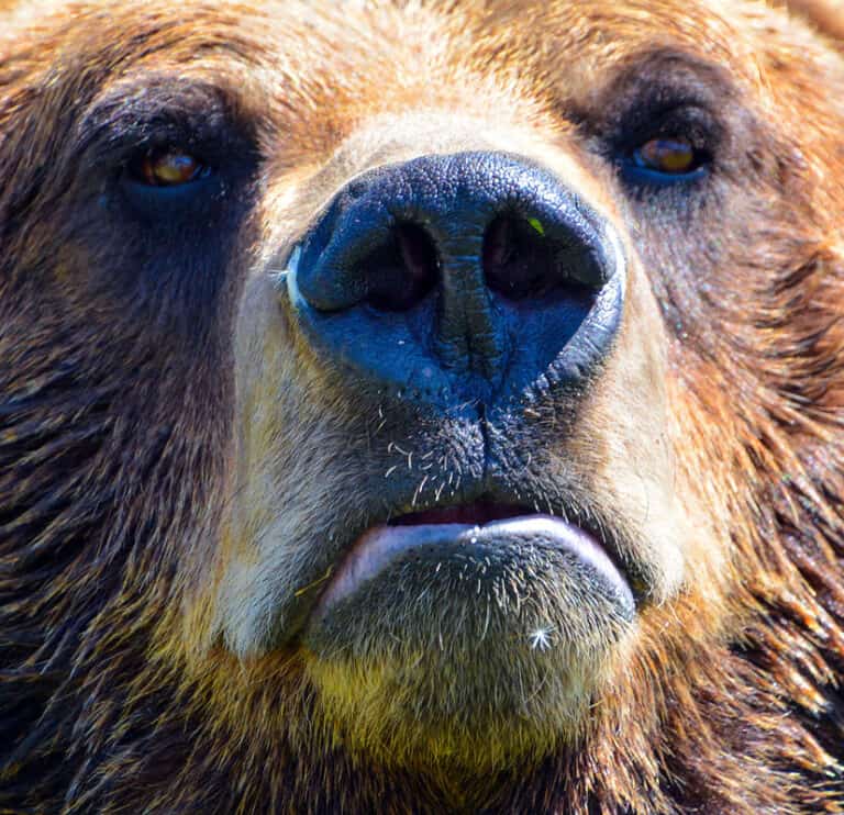 Discover How to Survive a Grizzly Bear Attack AZ Animals
