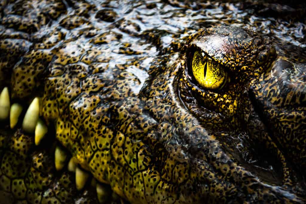 Crocodile Head Close Up