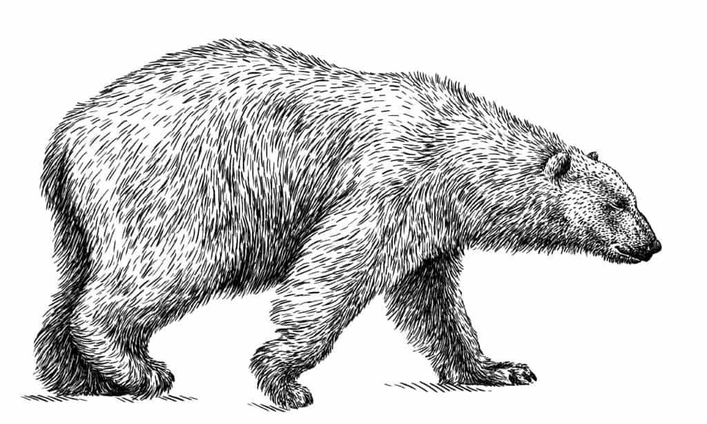 bear illustration