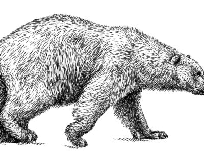A What Did the Largest Bear Ever Eat To Feed Its 3,500-Pound Body?
