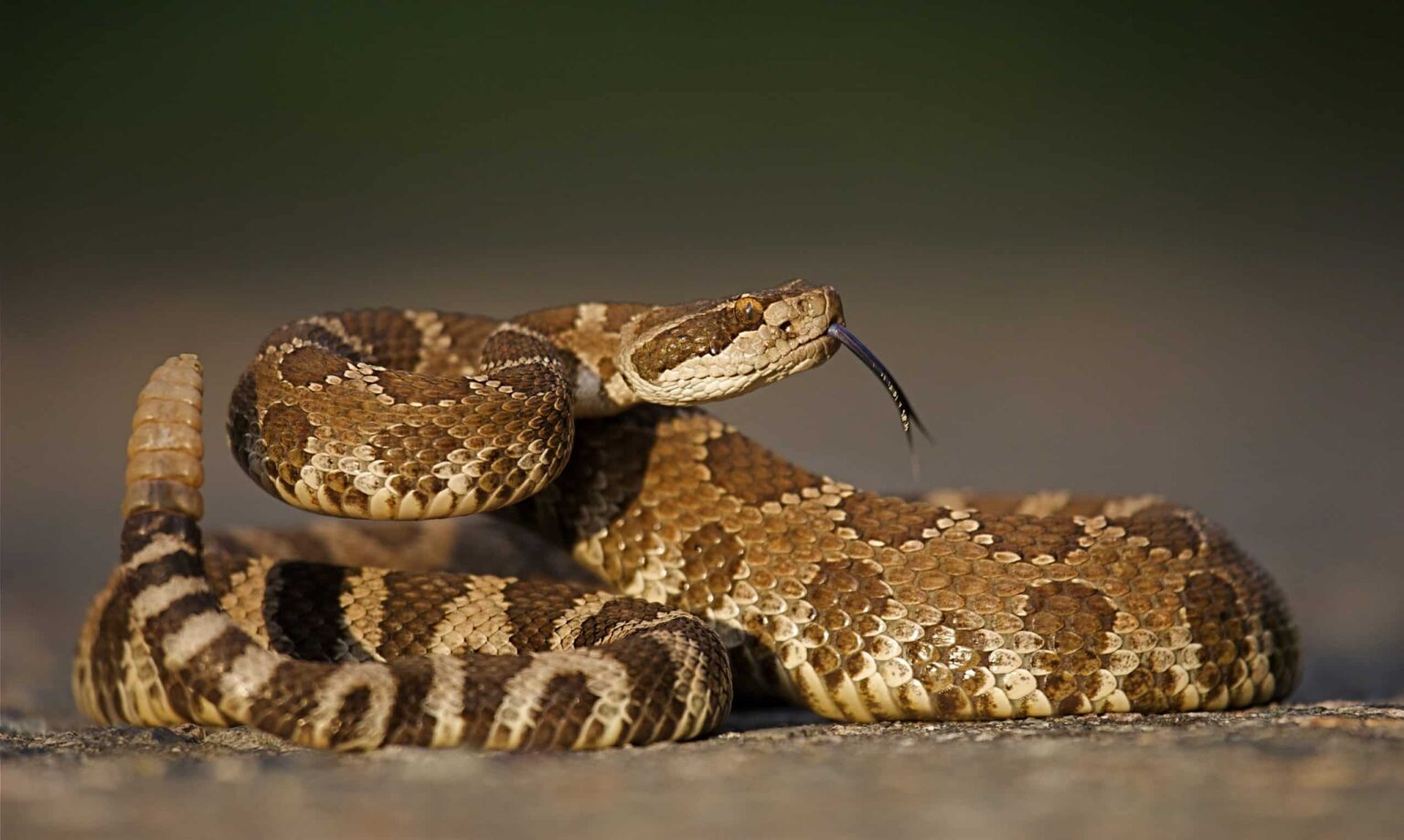 Man Records Himself Calmly Approaching 50 Rattlesnakes — Do They Bite ...