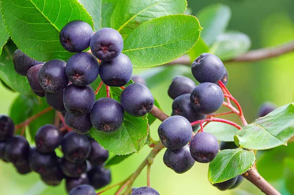 Full frame of aronia berry shrub. Also known as chokeberry. Berry clusters are visible in the frame. The clusters are composed of 6-8 round black practically black berries that resemble cherries, only darker. The oval-shaped green leaves of the plant are visible around the berries.