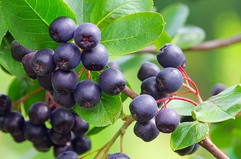 Full frame of aronia berry shrub. Also known as chokeberry. Berry clusters are visible in the frame. The clusters are composed of 6-8 round black practically black berries that resemble cherries, only darker. The oval-shaped green leaves of the plant are visible around the berries.