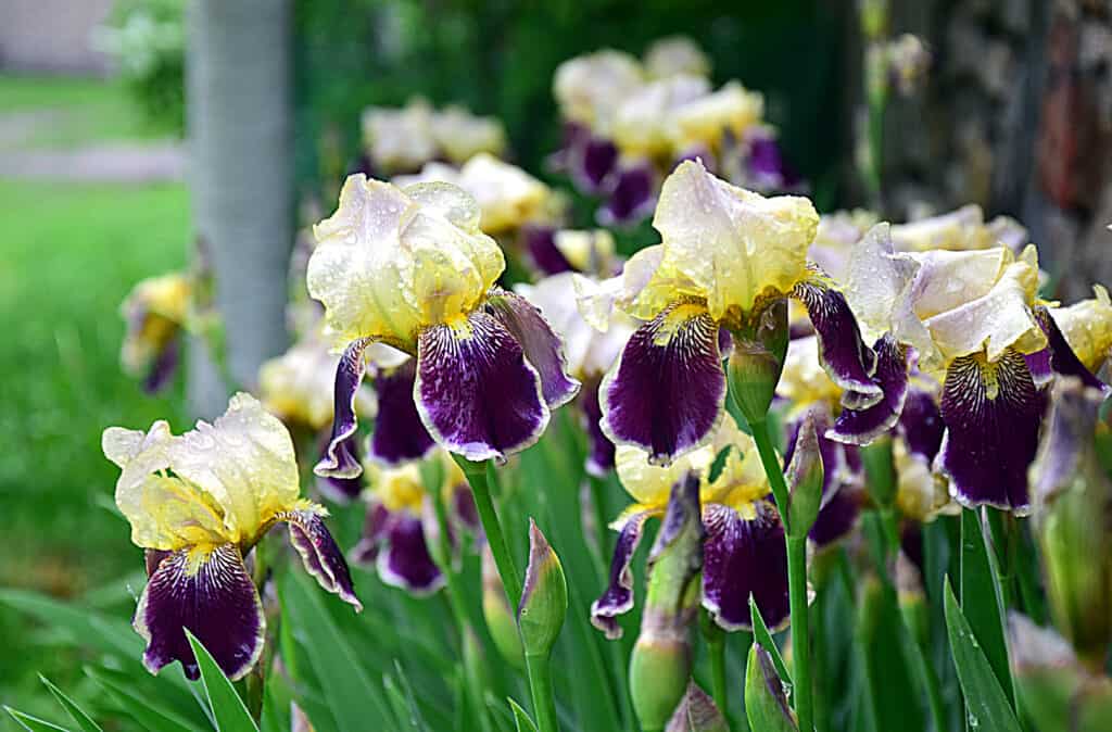 Yellow and violet beared iris flowers growing in a garden