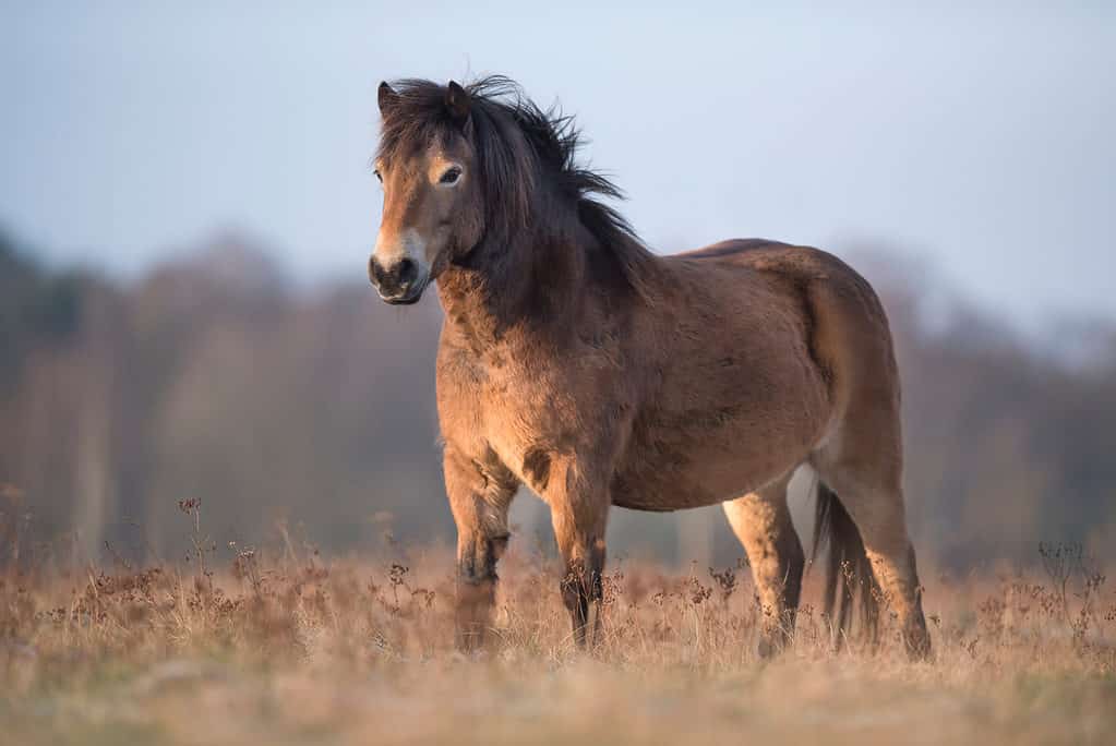 Exmoor pony stallion