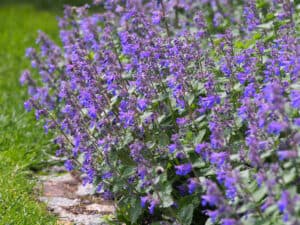 13 Plants That Repel Fleas Effectively Picture
