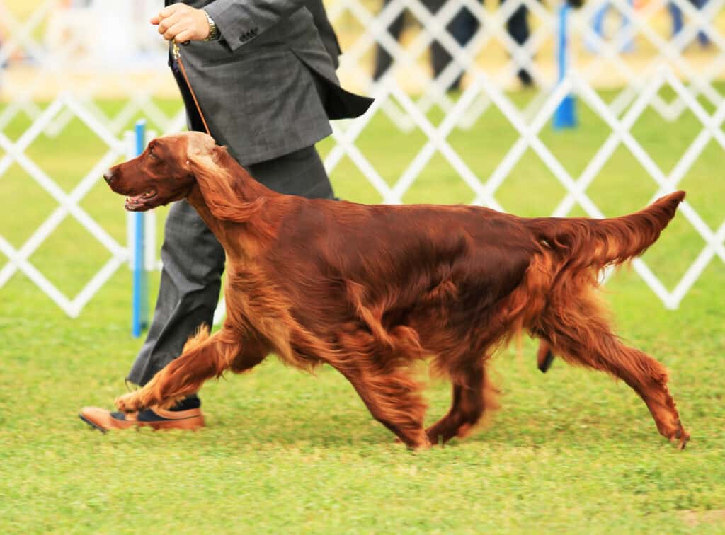 Unfortunately, Irish setters are one of the breeds that take the longest to emotionally mature. So, you will have a puppy-like dog on your hands for a while. 