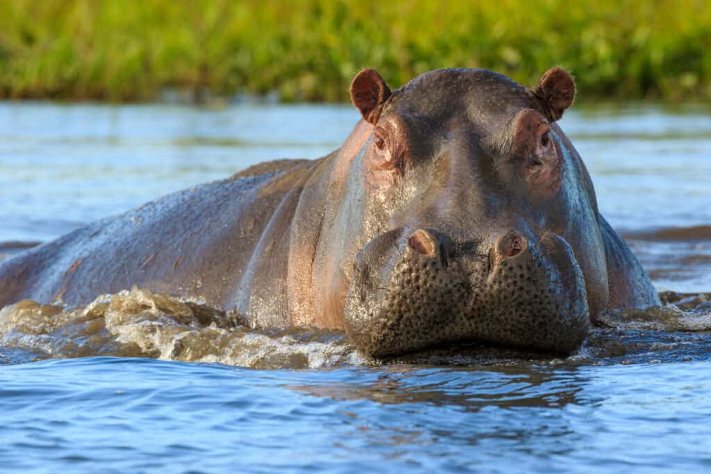 Hippopotamus emerging from water