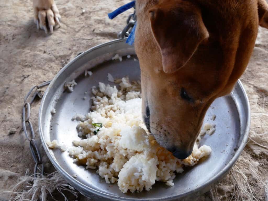 close up brown dog eating rice with hungry.