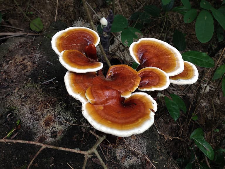 mushrooms growing in the wild