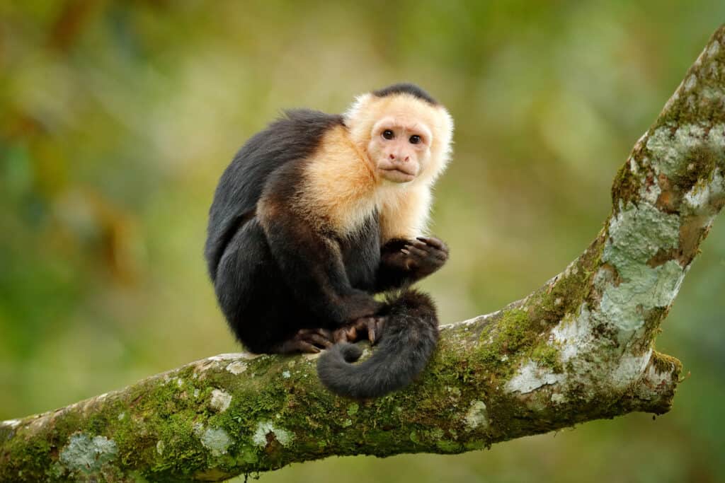 capuchin monkey