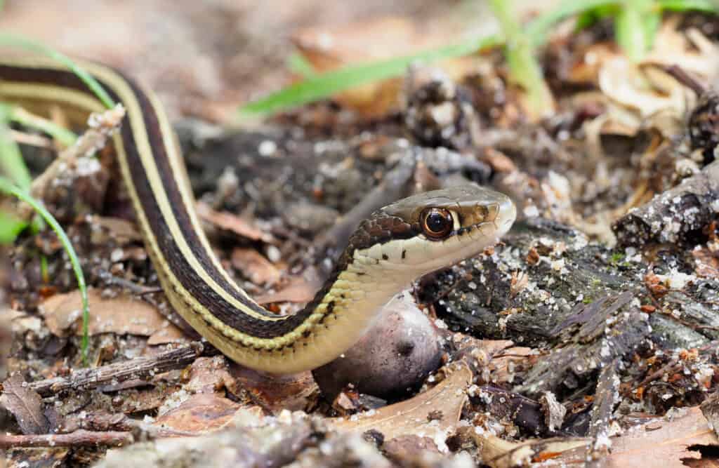 A Eastern ribbon snake slithering  among rocks. The snake is on the small side, slender , with a light cream colored underbelly, and a dark top with three cream colored stripes running the length of it dark gray to black body. Small stones /rocks/peples make up the background. 