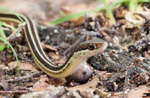 Ribbon Snake Animal Facts | Thamnophis Sauritus - AZ Animals