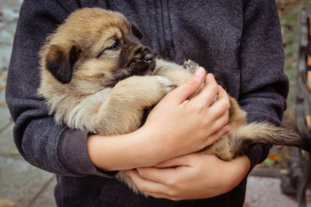 Sarplaninac dog for store sale