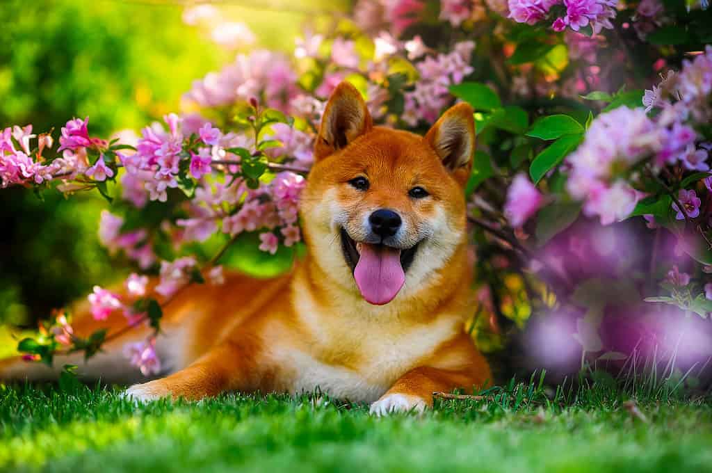 Shiba Inu dog